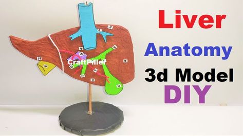 liver model anatomy science project using cardboard | craftpiller  @howtofunda ​ Liver Anatomy, Model Anatomy, Anatomy Science, 3d Anatomy, Science Models, Biology Projects, Live Model, Science Project, Science Fair