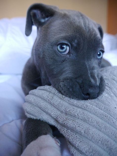 Bluenose Pitbulls, Pitbull Bluenose, Cute Pitbulls, Pitbull Dog Breed, Puppies Pitbull, Pit Dog, Really Cute Dogs, Cute Little Puppies, Pitbull Puppies