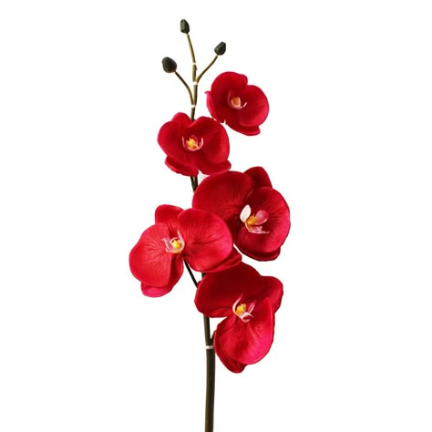 Flor Tattoo, Orchid Photography, Red Orchids, Decor Flowers, Fake Flower, Phalaenopsis Orchid, Flowers Red, Artificial Flower Arrangements, Digital Flowers