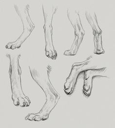 Dogs Paw Drawing, Legs Drawing, Free Spirit Art, Paw Drawing, Feet Drawing, Pencil Drawings For Beginners, Dog Anatomy, Cat Anatomy, Dog Leg