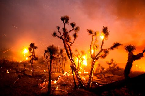 San Bernardino National Forest, Fire Captain, Desert Ecosystem, San Bernardino Mountains, San Gabriel Mountains, California Mountains, California Wildfires, Silver City, Lightning Storm