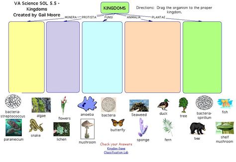 5 kingdoms online game Animal Classification Worksheet, Life Science Classroom, Montessori Zoology, Life Science Middle School, Five Kingdoms, Biology Project, Science Middle School, Fish Games, Big Fish Games