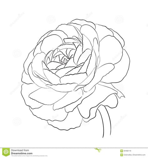 Ranunculus Drawing, Ranunculus Garden, Illustration Flower, Ranunculus Flowers, Flower Outline, Colouring Printables, Pen And Watercolor, Plant Illustration, Watercolor Drawing