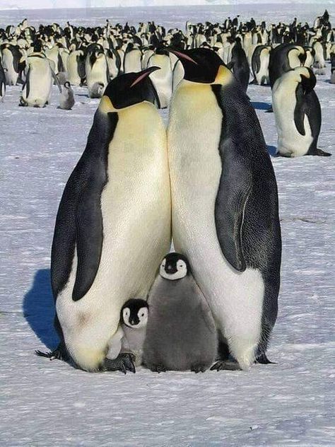 Pinguin Illustration, March Of The Penguins, Penguin Love, Emperor Penguin, Baby Penguins, Cute Penguins, Animal Planet, Animal Photo, Nature Animals