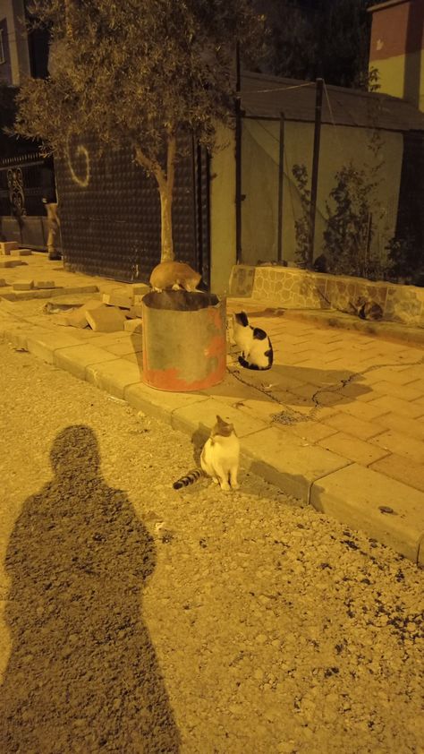 Cat On Street Night, Cat Aesthetic, Photos Ideas, Road, Instagram Photo, Animals, Quick Saves, Instagram