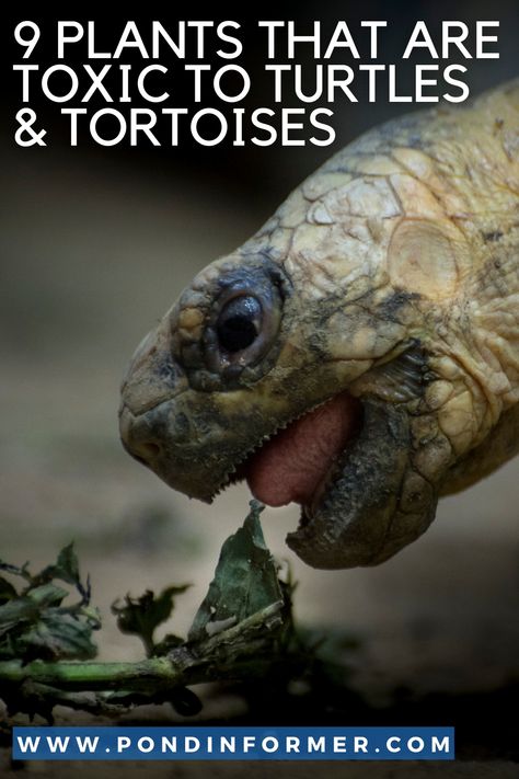 Guide to 9 plants that are toxic & poisonous to tortoises & turtles, such as asparagus fern, boxwood, and sweet pea. Land Turtle Habitat Ideas, Sulcata Tortoise Habitat Outdoor Diy, Sulcata Tortoise Care, Baby Tortoise Habitat Indoor, Sulcata Tortoise Habitat Outdoor, Tortoise Enrichment, Reeves Turtle, Sulcata Tortoise Diet, Russian Tortoise Care