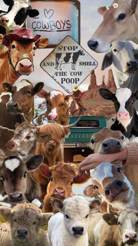 Cow collage differs cows Cow Collage, Cow Wallpaper, Wallpaper Collage, Cow, Collage