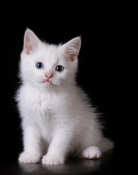 Kitten With Blue Eyes, Siberian Kittens, Puppies Photos, Cat Poses, Lights Photography, White Kitten, Black Background Images, Cat Pose, Puppy Photos