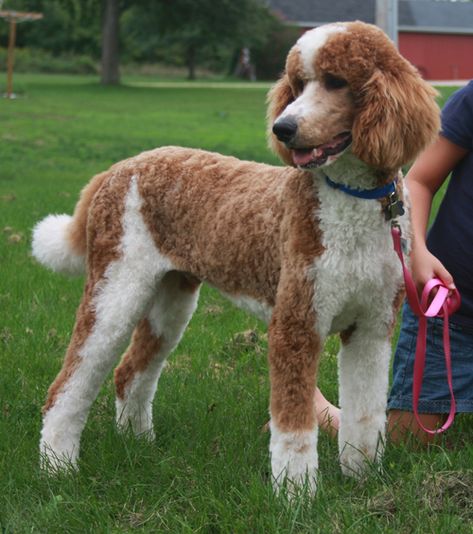 Red Parti Poodle Standard Poodle Grooming, White Standard Poodle, Poodle Haircut Styles, Parti Poodle, Poodle Haircut, Poodle Puppy Standard, Poodle Cuts, Poodle Grooming, Poodle Puppies