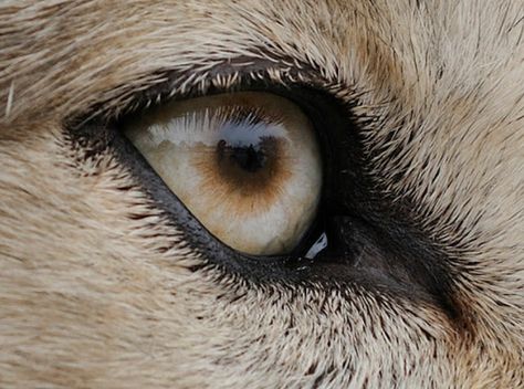 White Wolf: The incredibly detailed photos that reveal animal eyes in extreme close-up - wolf eye. Sterling Aesthetic, Solas Dragon Age, Howleen Wolf, Regard Animal, Werewolf Aesthetic, Wolf Eyes, Extreme Close Up, She Wolf, Beautiful Wolves