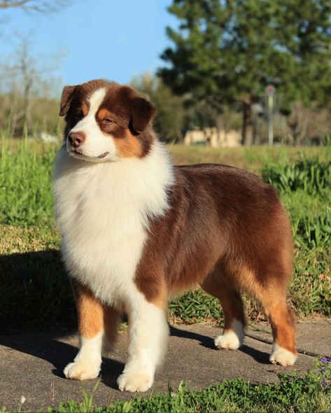 4 Types Of Red Australian Shepherds Mini Aussie Shepherd, Red Australian Shepherd, Red Tri Australian Shepherd, Red Merle Australian Shepherd, Toy Australian Shepherd, Blue Merle Aussie, Pet Poems, Merle Australian Shepherd, Types Of Red