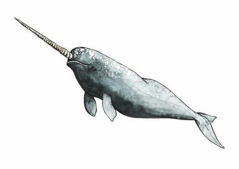 Narwal Tattoo, Narwhal Tattoo, Illustration Whale, Narwhal Art, Bedroom Wall Stickers, Whale Sticker, Whale Tattoos, Watercolor Fish, Watercolour Illustration