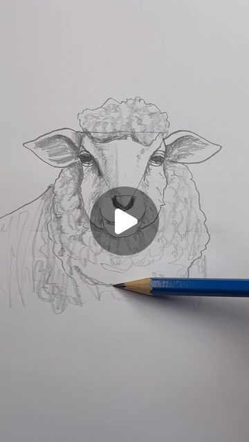 Mark Liam Smith on Instagram: "Draw a sheep 🐑 Easy drawing lesson for beginners on how to draw a sheep. #drawinglesson #howtodraw" How To Draw A Sheep Easy, Sheep Drawing Step By Step, Painting Of Sheep, How To Draw A Sheep, Sheep Head Drawing, Sheep Drawing Illustration, Sheep Drawing Simple, Pictures Of Sheep, Shropshire Sheep