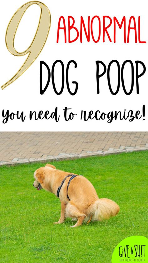 Check out our dog poop infographic and learn about the top 9 abnormal dog poop! What To Feed Dogs, Dog Crying, Stinky Dog, Meds For Dogs, Dog Remedies, Dog Potty, Sick Dog, French Dogs, Dog Pee