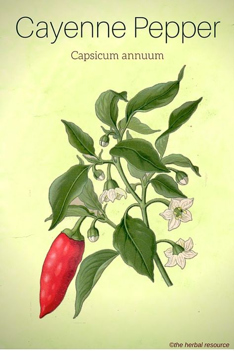 Cayenne Pepper Benefits, Uses and Benefits Chili Plant, Illustration Botanique Vintage, Capsicum Annuum, Seni Dan Kraf, Illustration Botanique, Chilli Pepper, Botanical Illustrations, Antique Illustration, Cayenne Pepper