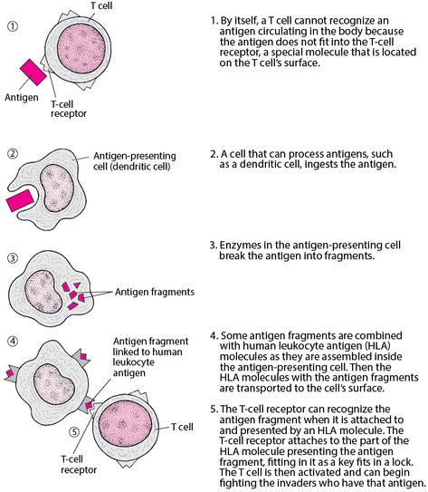 Overview of the Immune System - Immune Disorders - Merck Manuals Consumer Version Complement System, Clinical Pathology, Immune Disorders, Thoracic Duct, Nclex Study Guide, Lymph Vessels, Abnormal Cells, Nclex Study, T Cell