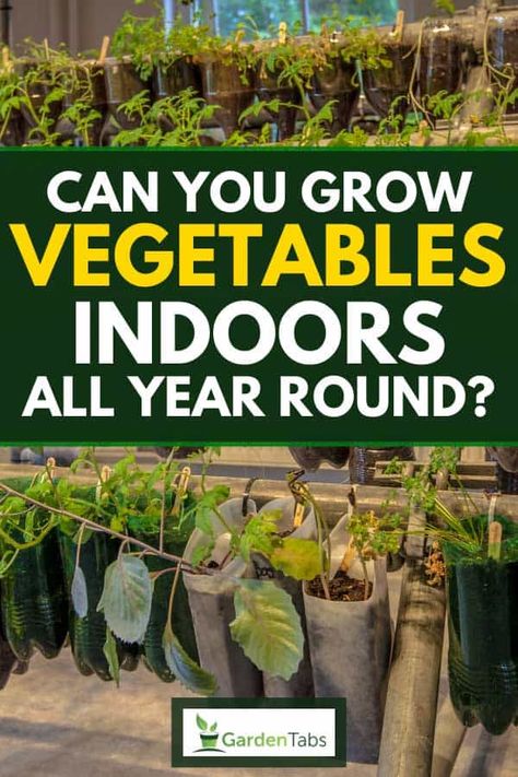 Grow Vegetables Indoors, How To Grow Vegetables, Growing Vegetables Indoors, Growing Food Indoors, Growing Vegetables In Pots, Growing Spinach, Indoor Vegetables, Shop Lights, Indoor Vegetable Gardening