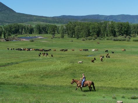 Stocking Rate?....A Loaded Question - Ranch & Resort Realty Ranching Lifestyle, Owning Property, Calving Season, Ranch Resort, Colorado Ranch, Ranches For Sale, Equestrian Estate, Another Day In Paradise, Cattle Ranching