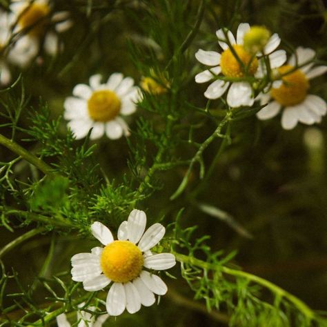 Maggie + Core + Aesthetic, Chamomile Field, German Chamomile, Nature Projects, Earth Elements, Best Photo Poses, Cottagecore Aesthetic, Gods Creation, Nature Gif