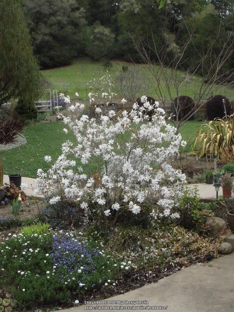 Plant database entry for Dwarf Star Magnolia (Magnolia stellata 'Kikuzaki') with 3 images and 14 data details. Vegetable Planting Calendar, Tree Life Cycle, Star Magnolia, Magnolia Stellata, China Spring, Planting Calendar, Garden Calendar, Plant Information, Edible Landscaping