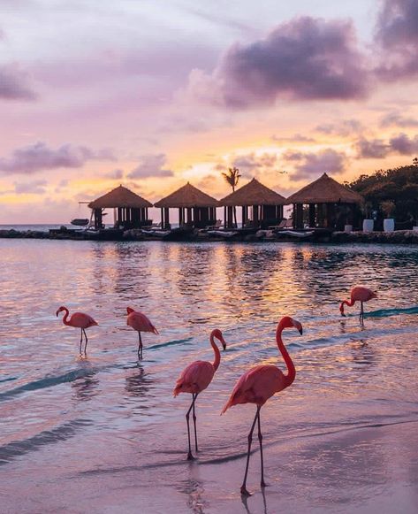 Aruba | Photo by @thetravelpro #naturegeography Flamingo Pictures, Hotel Secrets, Flamingo Wallpaper, Flamingo Beach, Destination Voyage, Aruba, Wonderful Places, Luxury Travel, Luxury Hotel