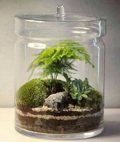 Closed Terrarium 101 - 7 Easy Steps to Build Your Glass Terrarium - My Tasteful Space Closed Terrarium Plants, Build A Terrarium, Closed Terrarium, Open Terrariums, Cactus Terrarium, Terrarium Jar, Taman Air, Beautiful Terrariums, Mini Terrarium