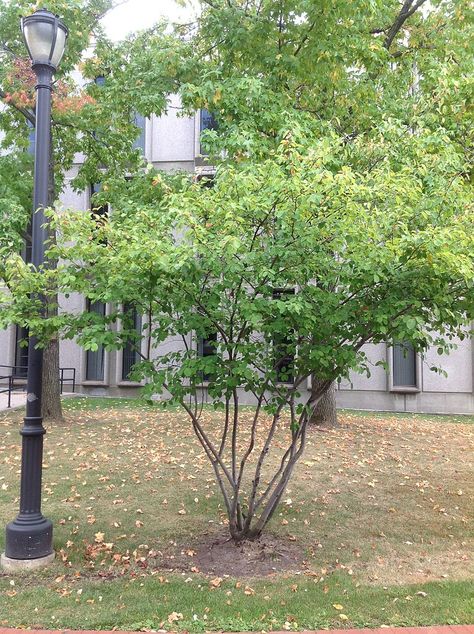 Amelanchier Laevis, Service Berry Tree, Serviceberry Tree, Saskatoon Serviceberry, Service Berry, Edible Berries, Pollinator Garden Design, Beautiful Spring Flowers, Oakleaf Hydrangea