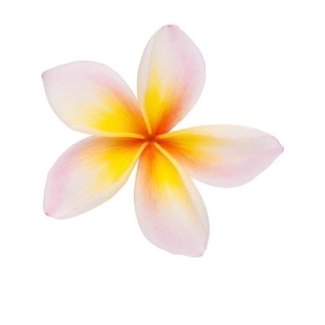 Flower App, Hawaii Summer, Beach Icon, Summer Scrapbook, Flower Icons, Summer Icon, Nothing But Flowers, Iphone Design, Hawaiian Flowers