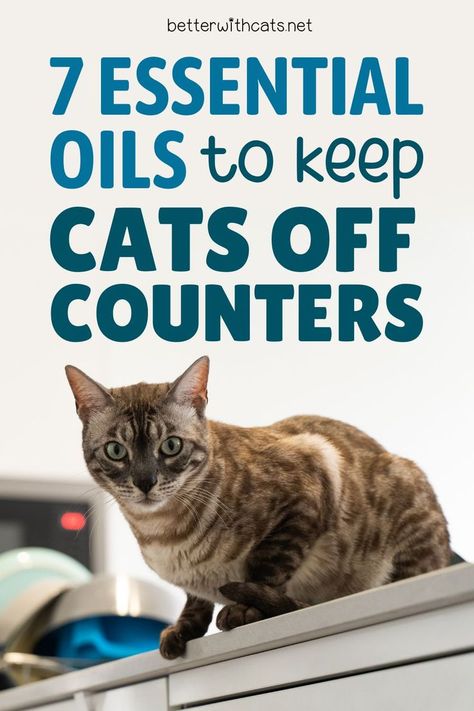 Wondering if you can use essential oils to keep your cat off the counter? You can! We've got 7 options and how to stay safe. What Essential Oils Are Bad For Cats, Essential Oil Cat Repellent, Cat Repellent Spray Essential Oils, Natural Cat Deterrent, Keep Cat Off Counter, Cat Deterrent Spray Essential Oils, Essential Oils Cats Don’t Like, Cat Friendly Over The Counter Medication, Keep Cats Off Counter