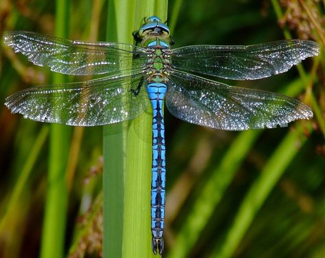 Learn more about the Emperor dragonfly - with amazing Emperor dragonfly videos, photos and facts on ARKive. Description from snipview.com. I searched for this on bing.com/images Dragonfly Images, Dragonfly Photography, Dragonfly Photos, Dragon Flys, Dragonfly Painting, Gossamer Wings, Blue Dragonfly, Dragonfly Tattoo, Dragonfly Art