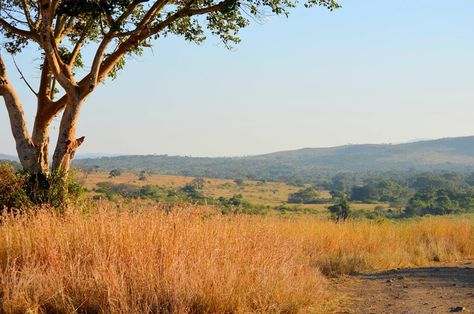 South African Bush veld at Huhuluwe Game Reserve Kwa-zulu Natal ,K Africa Forest, The Veldt, Landscape Study, African Plains, Oil Painting Tutorial, Lion Images, Rice Fields, Out Of Africa, Tea Packaging