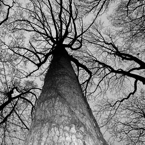 Tree Photography, Ansel Adams, Black And White Pictures, Landscape Wallpaper, Beautiful Tree, Tree Art, Science And Nature, Arbor, White Photography