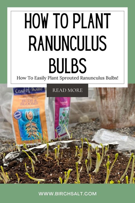 💮Ranunculus make beautiful and long lasting cut flowers! Here is a quick and easy guide to help you with learning how to plant ranunculus bulbs! Just in time for beautiful spring flowers and your very own mini cottage garden. Click to get started today 🙌 #gardening #ranunculus #flowers #bulbs Ranunculus Bulbs, Mini Cottage, Beautiful Spring Flowers, When To Plant, Ranunculus Flowers, Goals Inspiration, Ranunculus, Amazing Flowers, Cut Flowers