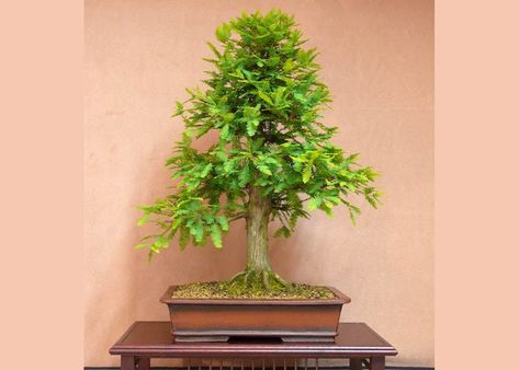 Care guide for the Bald Cypress (Taxodium distichum) - Bonsai Empire Taxodium Distichum, Cypress Bonsai, Bonsai Care, Auburn Color, Bald Cypress, Tall Trees, Herbs, Plants