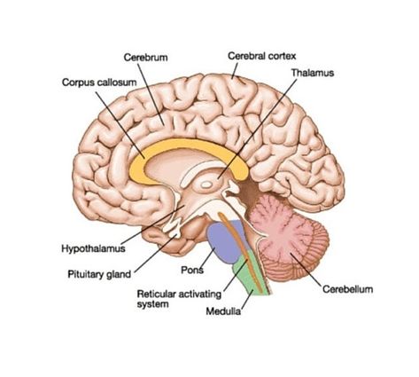 Nervous System Diagram, Reticular Activating System, Bone Anatomy, Brain Diagram, Timeline Format, Brain Nervous System, Human Nervous System, Corpus Callosum, Ap Psychology