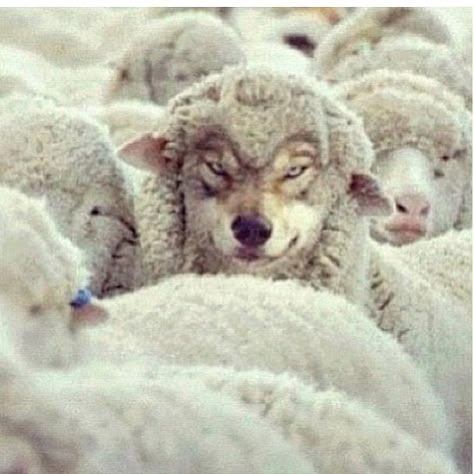 018 Sheep Among Wolves, Sheep Clothing, Intentional Parenting, False Prophets, Jesus Quotes, Wolves, Bing Images, Defense, Sheep