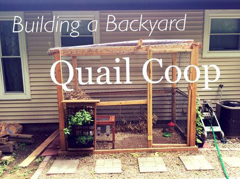 Quail Coop Ideas, Quail Coop Ideas Diy, Backyard Quail, Quail Pen, Quail House, Button Quail, Quail Coop, Backyard Coop, Raising Quail