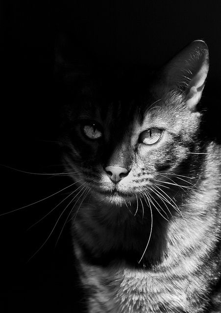 Kat half in de schaduw. Dit is een clair-obscur contrast omdat de kat half in de schaduw staat en half in het licht. Chiaroscuro Photography, Shadow Cat, Office Music, Regard Animal, Cat Shadow, Shadow Photography, Chiaroscuro, Black & White, Safe Place