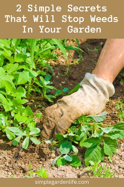 2 Simple Secrets That Will Stop Weeds In Your Garden by simplegardenlife.com Plants That Like Shade, Garden Diy Hacks, Shade Loving Flowers, Garden Planters Diy, Carrot Gardening, Tips For Growing Tomatoes, Herb Garden Pots, Outdoor Herb Garden, Garden Insects