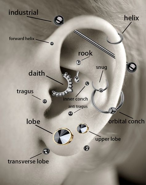 In case you need a helpful diagram of which piercings are which. Ear Chart Piercings, Ear Anatomy Piercing, Ear Piercing Placement Chart Names, Ear Piercing Ideas Names, Ear Piercings Labeled, Eat Piercing Placement Chart, Ear Piercing Ideas Chart Names, Type Of Ear Piercings, Ear Peirce Chart