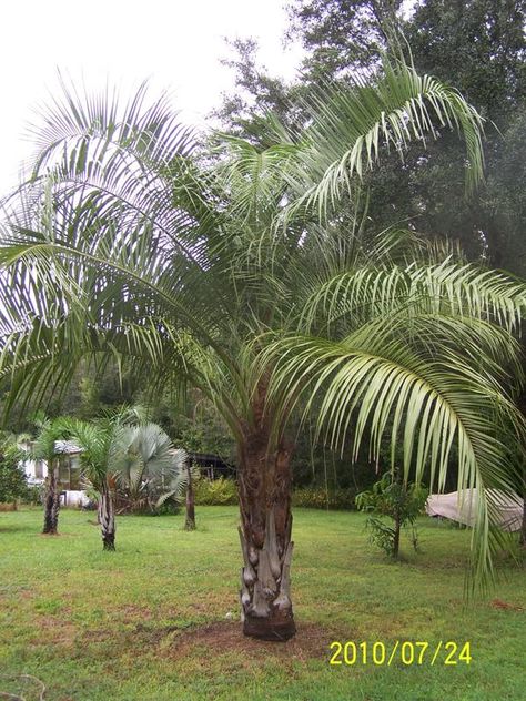 Palm Tree Types, Cold Hardy Palm Trees, Beach House Landscaping, Tropical Backyard Landscaping, Tree Types, Trees Landscaping, Hot Tub Landscaping, Palm Trees Landscaping, Florida Landscaping