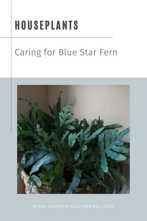 blue star fern with text overlay houseplants caring for blue star fern Phlebodium Aureum, Blue Star Fern, Indoor Ferns, Types Of Ferns, Blueish Green, Blue Fern, Growing Plants Indoors, Indoor Gardening, Green Foliage