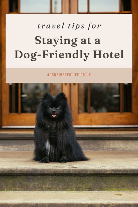 Staying In A Dog-Friendly Hotel | Pet-Friendly Travel Tips Hotel Pet, Pet Friendly Vacations, Dog Friendly Hotels, Dog Hotel, Amazing Gadgets, Dog Essentials, Pet Friendly Hotels, Packing List For Travel, Dog Travel