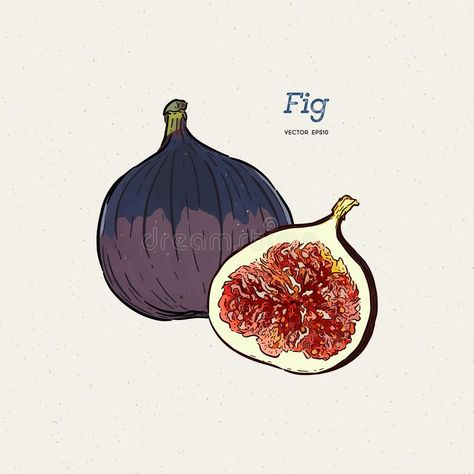 Fig Drawing, Fruits Drawing, Sketch Illustration, Summer Food, Vector Drawing, Eye Art, Bottle Design, Female Art, Fig