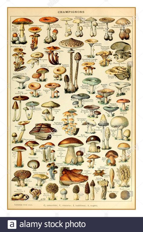 Types Of Mushrooms, Posters Amazon, Adolphe Millot, Illustration Art Nouveau, Mushroom Poster, Educational Wall Art, Reference Chart, Illustration Botanique, Vintage Mushroom