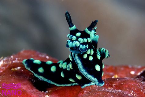 Sea slug!!! Cute face!!! Molluscs, Beneath The Sea, Deep Sea Creatures, Sea Snail, Beautiful Sea Creatures, Sea Slug, Underwater Creatures, Aquatic Animals, Beautiful Fish