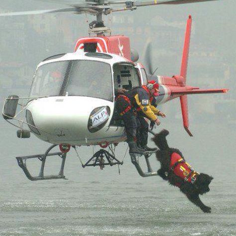 Helicopter dog Dog Hero, Military Working Dogs, Terra Nova, Military Dogs, Newfoundland Dog, Police Dogs, Rescue Dog, Service Animal, Search And Rescue