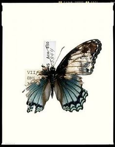 Butterly with torn wing. Decaying Butterfly Tattoo, Dan Winters, Metamorphosis Art, Borboleta Tattoo, Blue Butterfly Tattoo, Tier Tattoo, Wings Drawing, Broken Wings, Butterfly Pictures