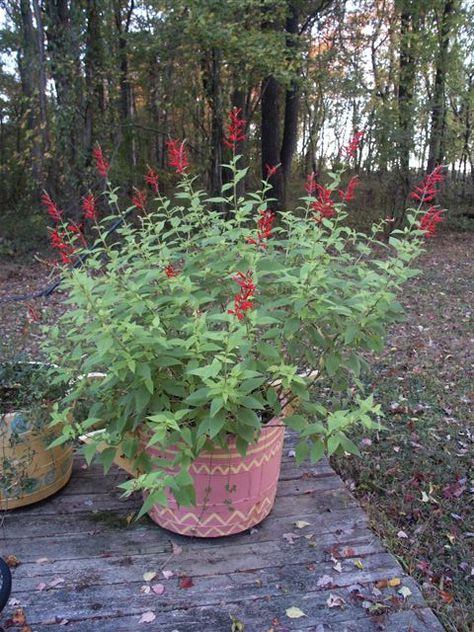 Growing Pineapple, Herb Life, Pineapple Planting, Container Planting, Sage Plant, Herb Garden In Kitchen, Plant Wishlist, Pineapple Sage, Sun Garden