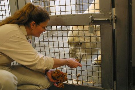 Animal behaviorist Else Poulsen helped captive bears live better lives. Polar Bear Names, Detroit Zoo, Animal Behaviorist, Visit Yellowstone, Bear Names, Out Of The Woods, About Animals, Wildlife Conservation, Animal Welfare